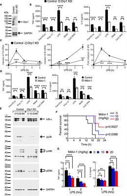 Mitochondrial PGAM5−Drp1 signaling regulates the metabolic reprogramming of macrophages and regulates the induction of inflammatory responses